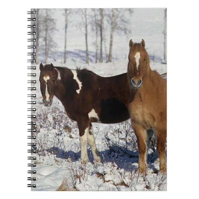 Cuaderno Pinte los caballos en la nieve (Frente)
