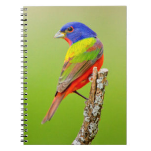 Cuaderno Pintor (Passerina ciris) Macho Posado