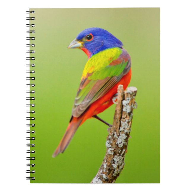 Cuaderno Pintor (Passerina ciris) Macho Posado (Frente)