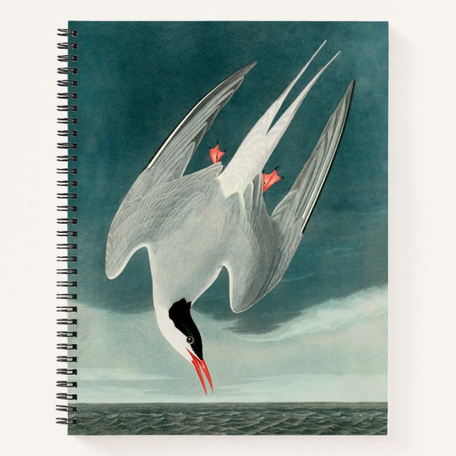 Cuaderno Pintura de aves silvestres de charrán ártico de Au (Anverso)
