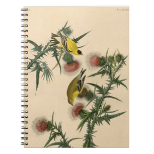 Cuaderno Pintura de pájaro de la vieja auduónica americana