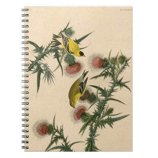 Cuaderno Pintura de pájaro de la vieja auduónica americana 