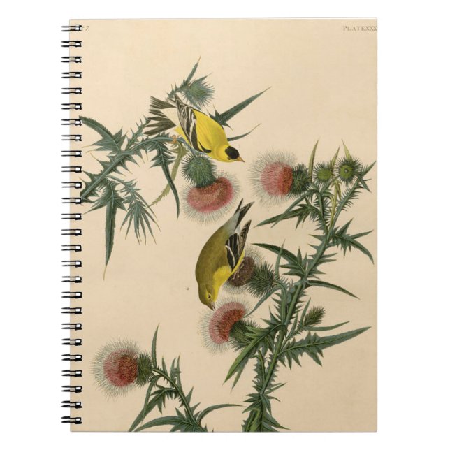 Cuaderno Pintura de pájaro de la vieja auduónica americana  (Frente)