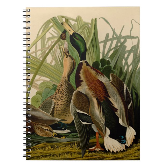 Cuaderno Pintura de pájaro de Mallard Duck Audubon (Frente)
