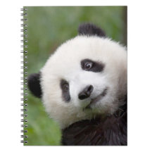 Pintura del cachorro de la panda