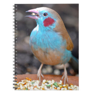 Cuaderno Pinzón de cordon bleu