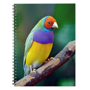 Cuaderno Pinzón gouldian colorido