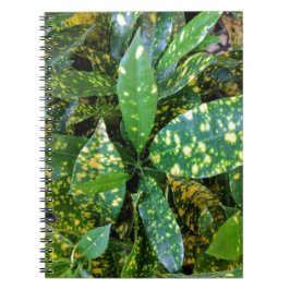 Cuaderno Planta Croton