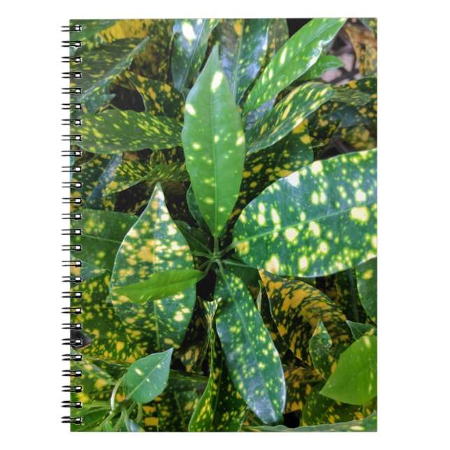 Cuaderno Planta Croton (Frente)