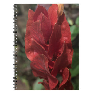 Cuaderno Planta de camarón o bermellón