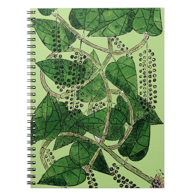 Cuaderno Planta de la pimienta negra, 1578 (Frente)