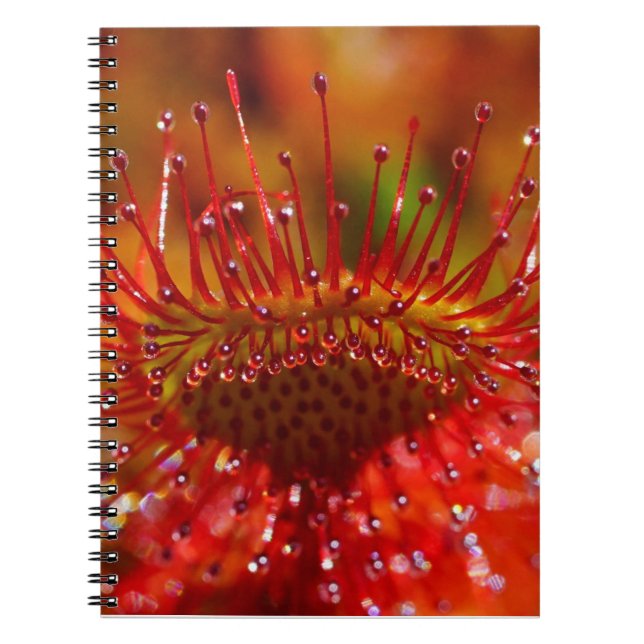 Cuaderno Planta de rojos carnívoros. (Frente)
