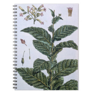 Cuaderno Planta de tabaco, placa 7, de la 'colección
