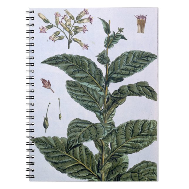 Cuaderno Planta de tabaco, placa 7, de la 'colección (Frente)