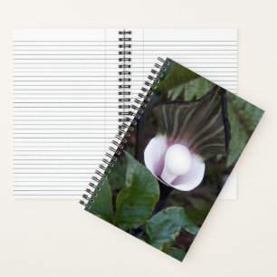 Cuaderno Planta Jack-in-the-Pulpit Botánica