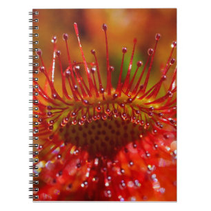 Cuaderno Planta roja carnívora de sol.