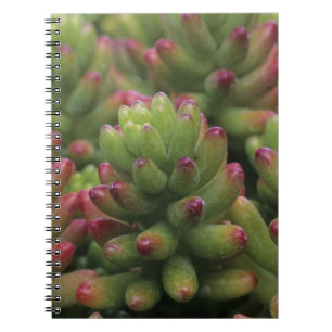 Cuaderno Planta Sedum, Museo del Desierto de Arizona-Sonora