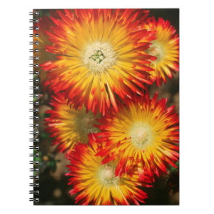 Cuaderno Plantas de hielo (Lampranthus Aureus) en flor