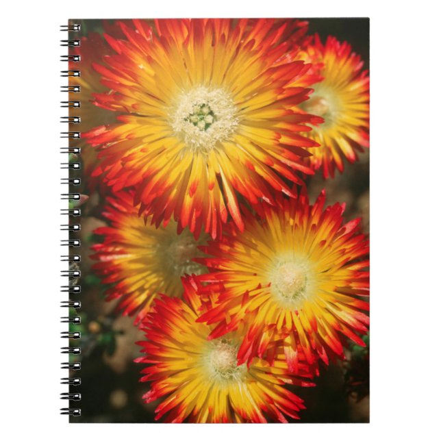 Cuaderno Plantas de hielo (Lampranthus Aureus) en flor (Frente)