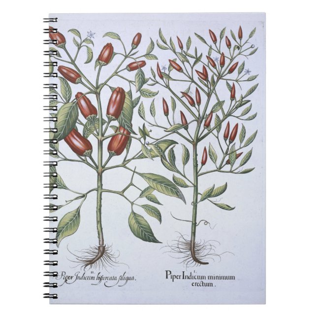 Cuaderno Plantas de la pimienta de chiles, del 'Hortus (Frente)