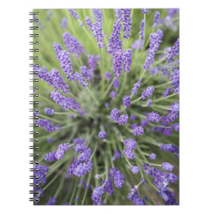 Cuaderno Plantas de lavanda