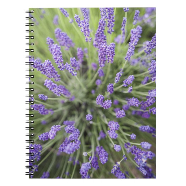 Cuaderno Plantas de lavanda (Frente)