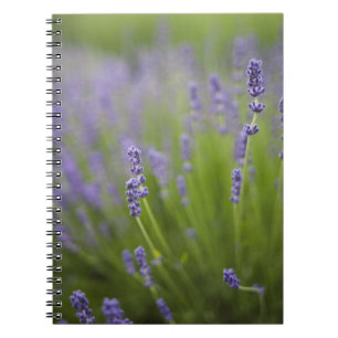 Cuaderno Plantas de lavanda 2