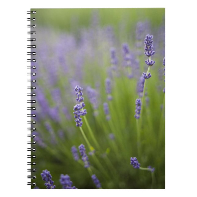 Cuaderno Plantas de lavanda 2 (Frente)