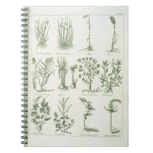 Cuaderno Plantas del médico inglés y de los comp de