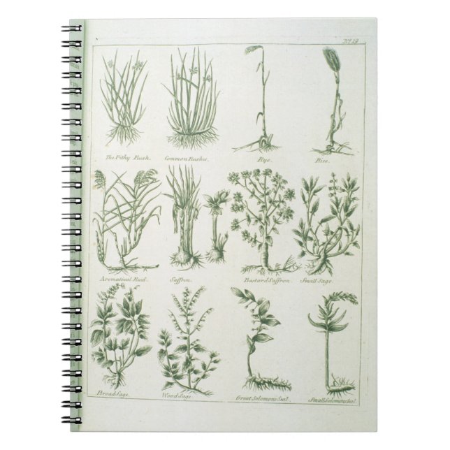 Cuaderno Plantas del médico inglés y de los comp de (Frente)