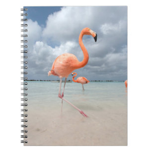 Cuaderno Playas tropicales   Playa Flamingos, Aruba