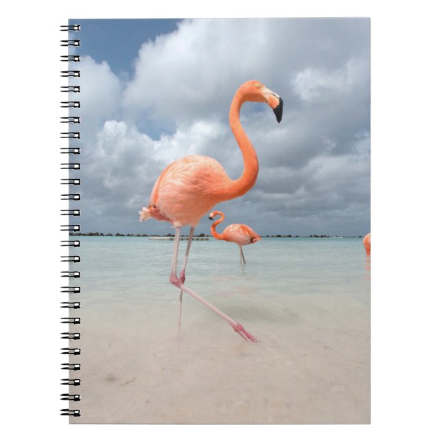 Cuaderno Playas tropicales | Playa Flamingos, Aruba (Frente)