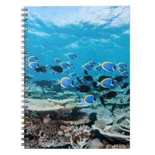 Cuaderno Playas tropicales Sturgeon Entre Coral
