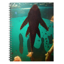 Cuaderno Pleco