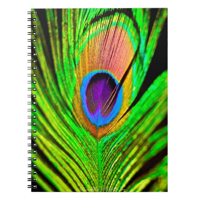 Cuaderno Pluma de Pavo Real Colores Neón (Frente)