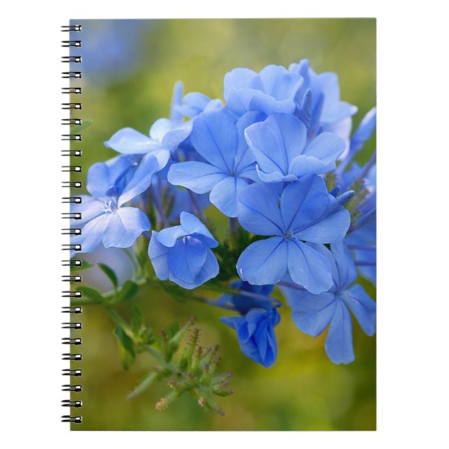 Cuaderno Plumbago - Imagen de las flores azules de verano (Frente)