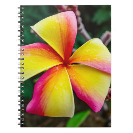 Cuaderno Plumeria rubra
