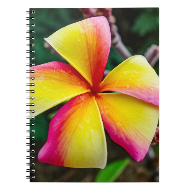 Cuaderno Plumeria rubra (Frente)