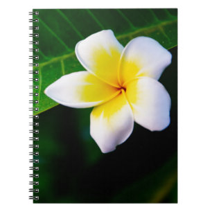 Cuaderno Plumerias