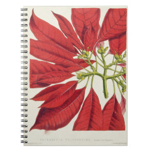 Cuaderno Poinsettia Pulcherrima (litho del color)