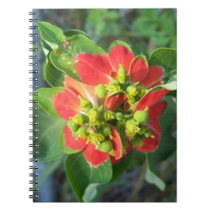 Cuaderno Poinsettia silvestre