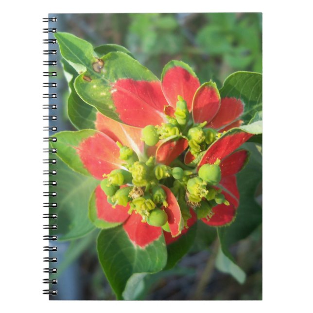 Cuaderno Poinsettia silvestre (Frente)