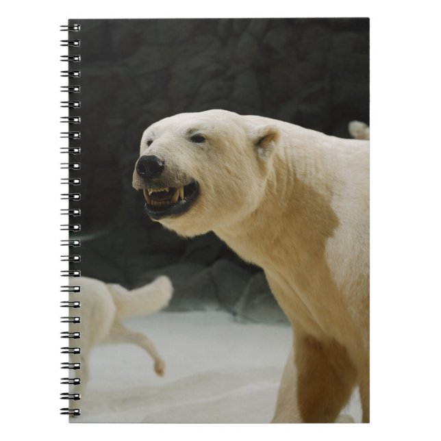 Cuaderno Polar Bear Grin (Frente)