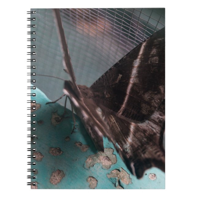 Cuaderno Polilla cola de golondrina tropical (Frente)