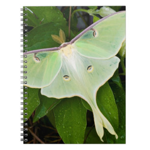 Cuaderno Polilla Luna en Clemátide de Carnaby