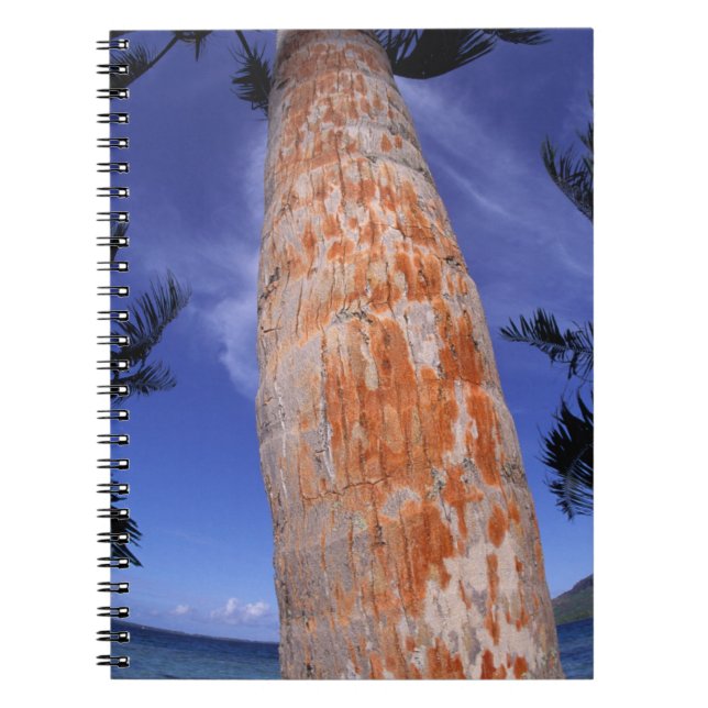 Cuaderno Polinesia Francesa, Bora Bora, Palmeras (Frente)