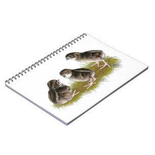 Cuaderno Pollitos de codorniz Coturnix