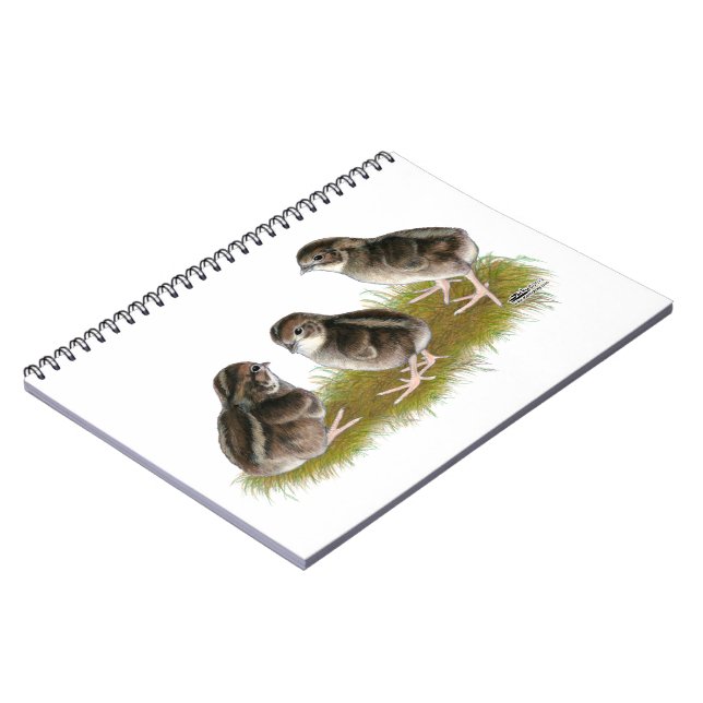 Cuaderno Pollitos de codorniz Coturnix (Lado Izquierdo)