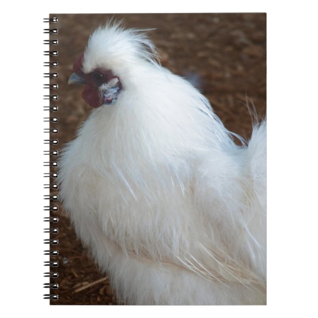 Cuaderno Pollo blanco de Silkie (Frente)