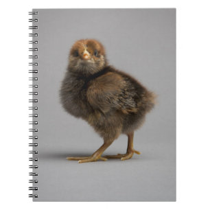Cuaderno Pollo del bebé